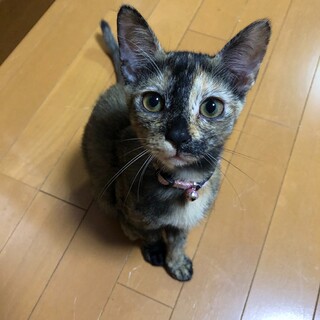  助けてください。可愛いサビ猫ちゃん