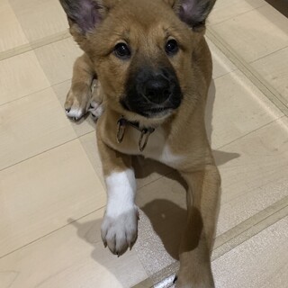 【カンカン】おかげ様で里親様が決まりました！