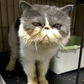 ぶさかわなエキゾチックショートヘアー（オス）です！