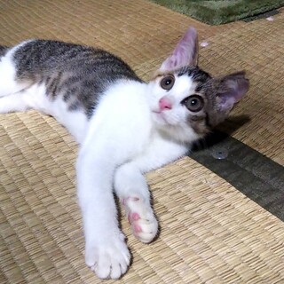 可愛い、みこちゃん♪