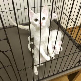 抱っこのひと時が恋しい白毛三姉弟