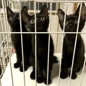 真っ黒つややか愛らしい黒猫３姉妹