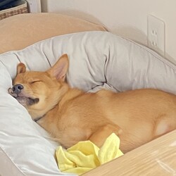 (仮名)りく　里親様決定