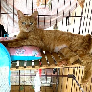 甘えん坊な茶トラの女の子♀