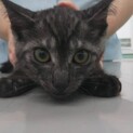 黒混じりグレーの変わった毛色の子猫達