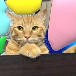 「恒例の・・・・」サムネイル2