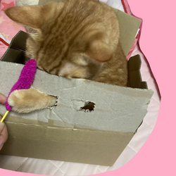 「恒例の・・・・」サムネイル3