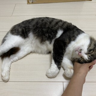 至急!虐殺現場から保護 オス2才8/22リリース