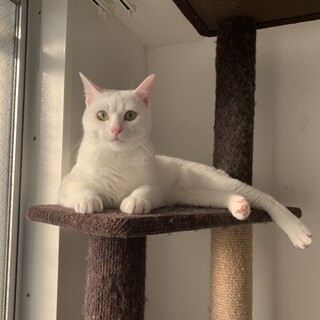 真っ白な美猫☆大福くん