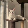 真っ白な美猫☆大福くん サムネイル2