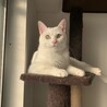 真っ白な美猫☆大福くん サムネイル3