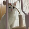 真っ白な美猫☆大福くん サムネイル4