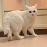 真っ白な美猫☆大福くん サムネイル5