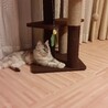 我が家にきて２日め。キャットタワーを気に入ってくれたようです、