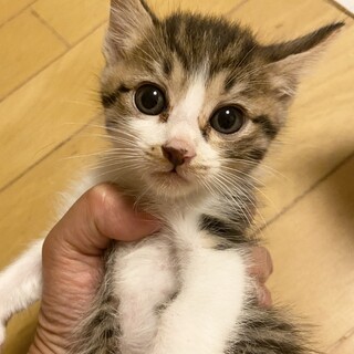 キジ白君　8/8、10Terra里親会に参加❣️