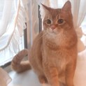 大型の猫さんソマリMIX★