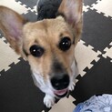 トライカラーコーギーの女の子里親様決定です