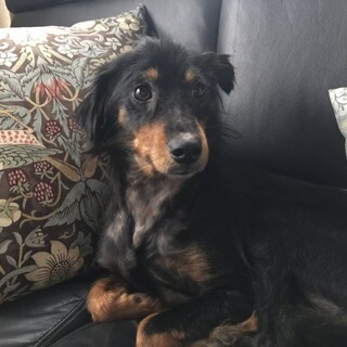 まるでダックスの圭君★