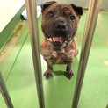 パグ×ピットブルの人懐っこいMIX犬
