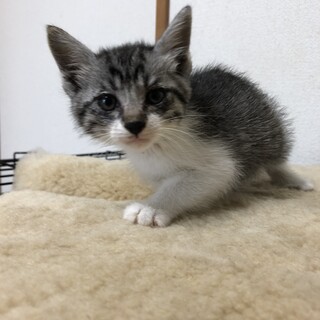 ありがとうございました★可愛らしい雉白ちゃん