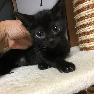 黒猫♀1カ月半弱キャンセルになり再募集