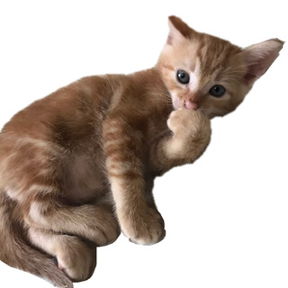 可愛い兄弟♡斎藤さんと阿部さん！