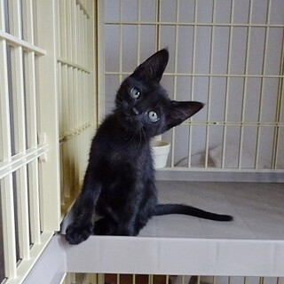 お膝大好き、1カ月半の兄弟