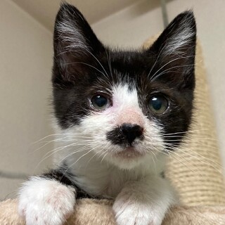 けなげで可愛い子猫(トライアル決定)応募停止