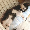 けなげで可愛い子猫(トライアル決定)応募停止 サムネイル2