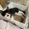 けなげで可愛い子猫(トライアル決定)応募停止 サムネイル4