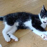 けなげで可愛い子猫(トライアル決定)応募停止 サムネイル5