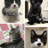 けなげで可愛い子猫(トライアル決定)応募停止 サムネイル7