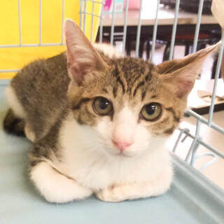 募集一時停止可愛いキジ白男子☆リウム