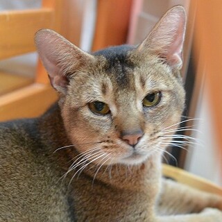 甘えん坊アビシニアン　FIV陽性