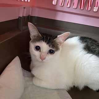 人慣れバツグン♡青い目のアースちゃん