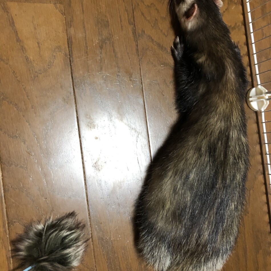 チャチャのカバー写真