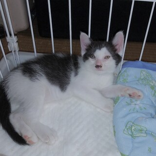 人馴れOK⭐︎2.5ヵ月♀白黒