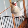 文鳥1羽 サムネイル2