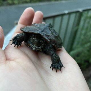 イシガメの赤ちゃんを保護しました