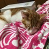 4ヶ月齢になりました