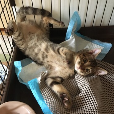 4ヶ月齢になりました