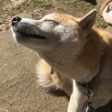 柴犬オス７歳・血統書付・人懐っこい