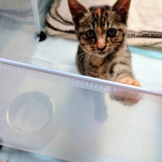 てっぺんの毛が特徴のキジ三毛ちゃん♪