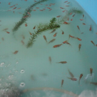 　金魚（4/12孵化）　差し上げます❣