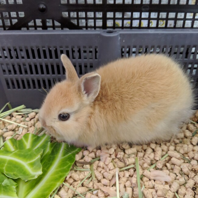 うさきんのカバー写真