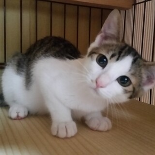 姫、4ヶ月齢超美形の優しい女の子・抱っこできます。