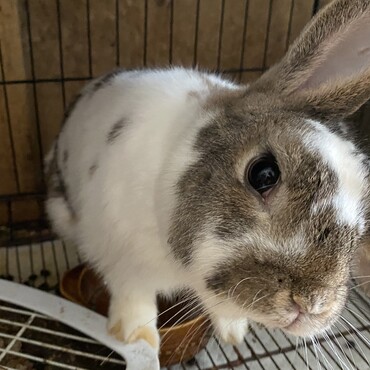 かんな、2歳オス片耳ロップちゃん