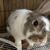 かんな、2歳オス片耳ロップちゃん