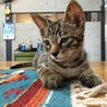ジャックくん　2ヶ月くらいの男の子 サムネイル2