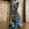 ジャックくん　2ヶ月くらいの男の子 サムネイル3